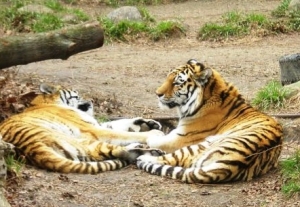 A pair of Amur tigresses in Cleveland Zoo. Notice the shoulder development and relatively less-developed rear quarters.